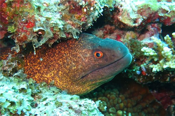 夢到河鰻是什麼兆頭_周公解夢