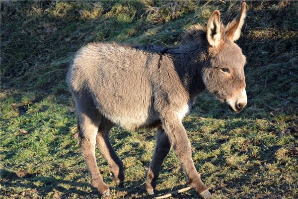 夢到白驢是啥意思_周公解夢