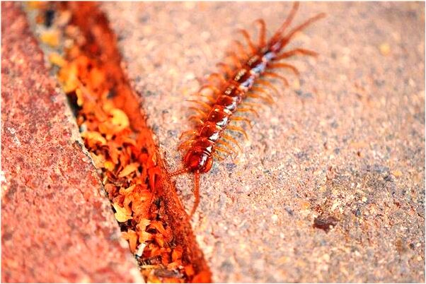 夢見古樹被剝皮是啥意思_周公解夢官網