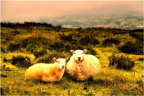 夢見弄髒地板想打掃什麼預兆_周公解夢官網