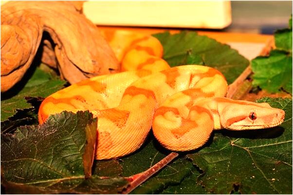 夢到自己被已故的人纏身會是什麼預兆_周公解夢官網