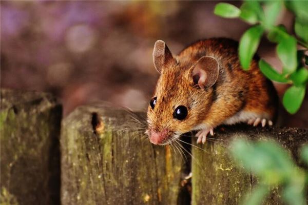 屬相鼠年份性格特點_十二生肖