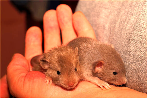 夢到了很多小蛇鑽進褲腿有什麼含義_周公解夢官網