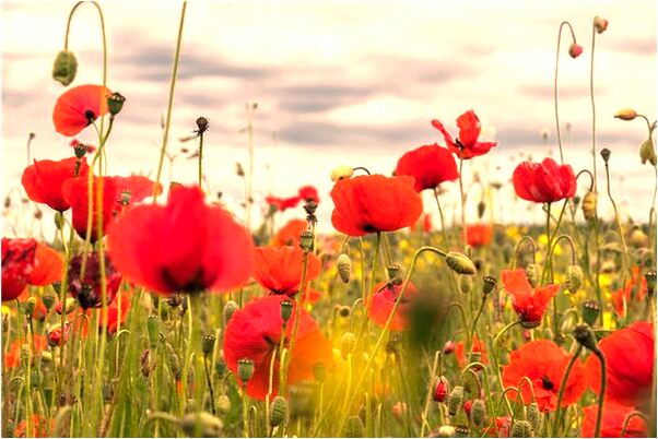 夢到了貓把仔移上樓是好是壞_周公解夢官網