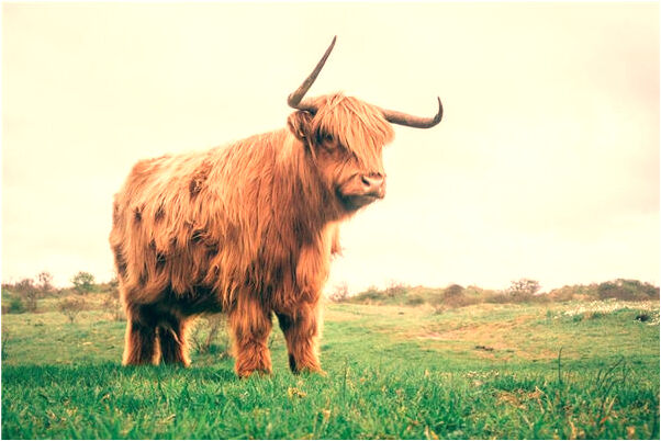 夢到了陌生嬰兒生病是什麼徵兆_周公解夢官網