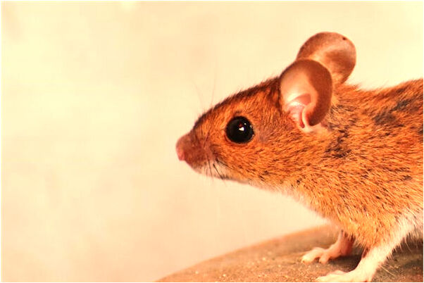 夢到了喊老婆名字會是什麼預兆_周公解夢官網