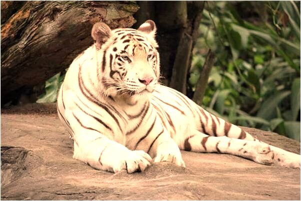 夢到了有隻烏龜被水沖走了什麼預兆_周公解夢官網