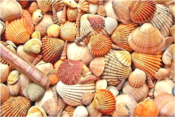 夢見紡棉花是怎么回事_周公解夢官網