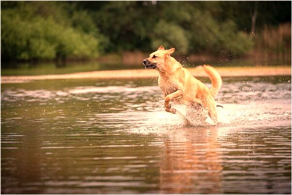 夢見西瓜漂在水面上有什麼意思_周公解夢官網