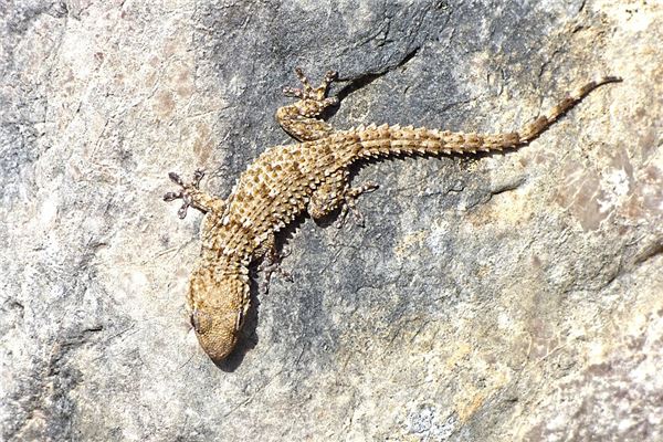 夢見死壁虎的預兆_周公解夢