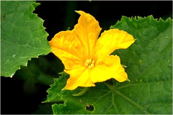 夢見看到別人收到聘禮預兆了什麼嗎_周公解夢官網