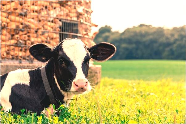 夢見買很多黃金項鍊有什麼預示嗎_周公解夢官網