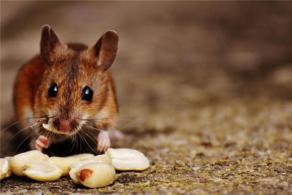 鼠年出生的人性格_十二生肖