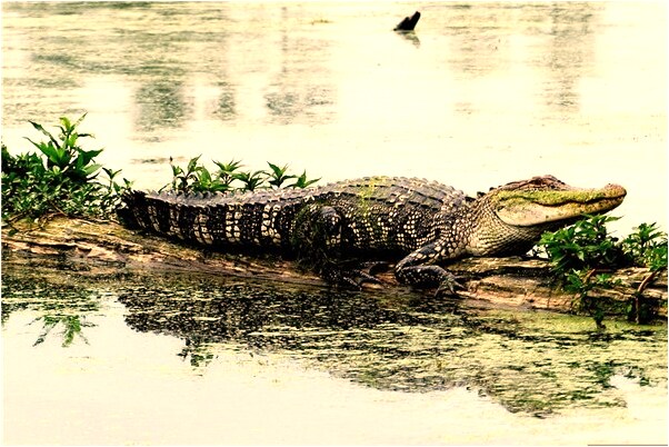 夢到和酒店服務員吵架是什麼意思_周公解夢官網