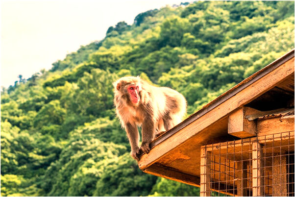 夢到了照鏡子好看有什麼意思嗎_周公解夢官網