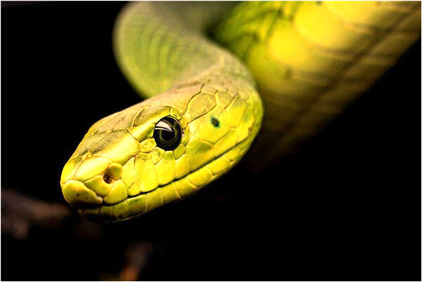 夢見自己嘴歪斜有何寓意_周公解夢官網