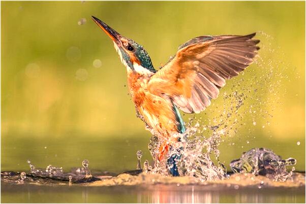 夢到小黑蛇爬床上有何寓意_周公解夢官網