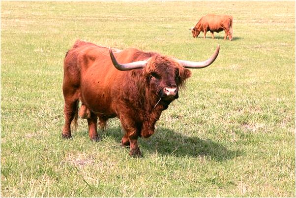 夢到了馬丟了又找回來了有什麼意思_周公解夢官網