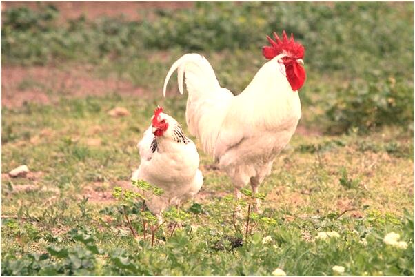夢到了陌生女人和我爭蠟筆小新畫代表著什麼？_周公解夢官網