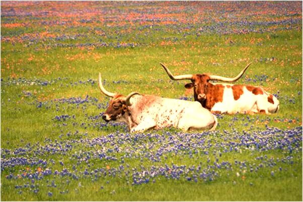 夢到了數字一千有什麼寓意嗎_周公解夢官網