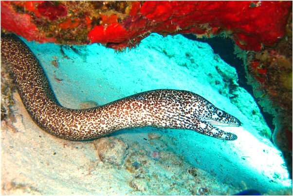 夢到夢給錢是凶兆還是吉兆_周公解夢官網