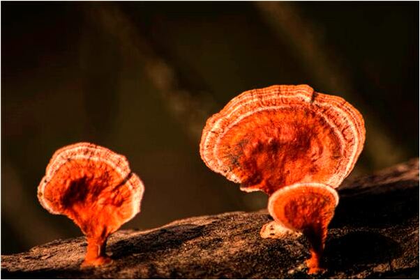 夢見看黃色電影是好的徵兆嗎_周公解夢官網