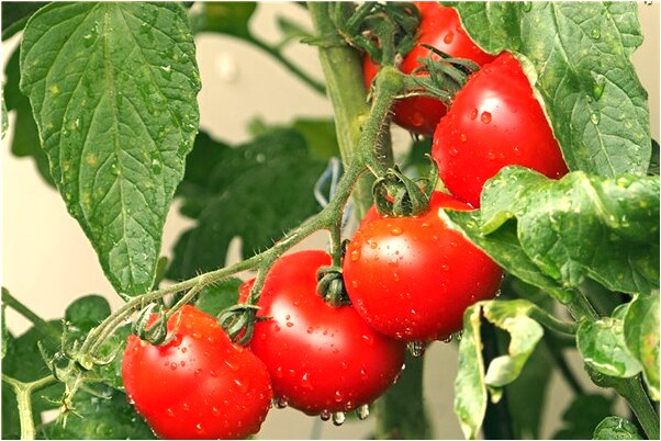 夢見親戚家死人出殯會怎么樣_周公解夢官網