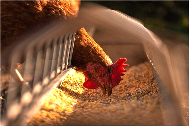 夢見活著的親人被燒死預示什麼_周公解夢官網