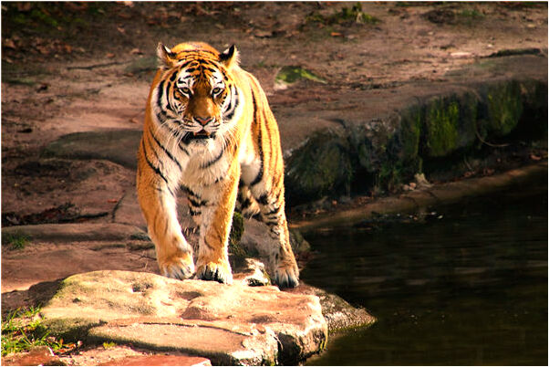 夢到抓活魚怎么回事_周公解夢官網