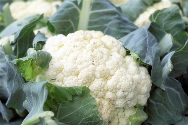 夢到摘菜花有何寓意_周公解夢