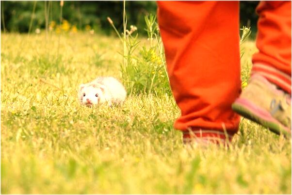 夢到去對象父母家是什麼徵兆_周公解夢官網