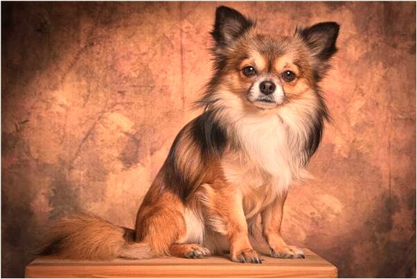 夢到自己成為女王是凶兆還是吉兆_周公解夢官網