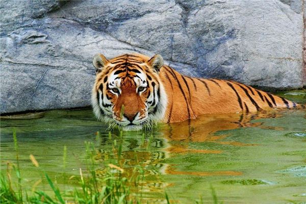 屬虎人的婚姻與命運_十二生肖