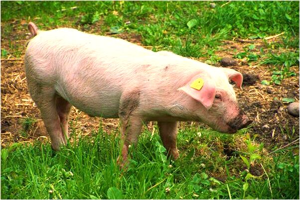 夢到吃了半頭豬有何寓意_周公解夢官網