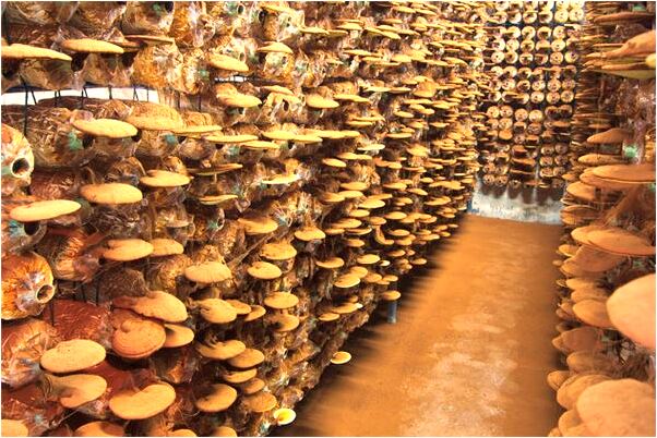 夢見手掌斷有何寓意_周公解夢官網