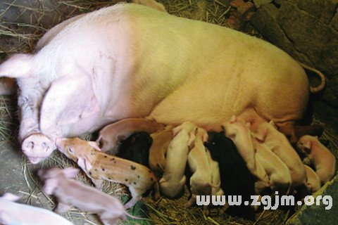 Dream of the pig gave birth to a lot of pigs