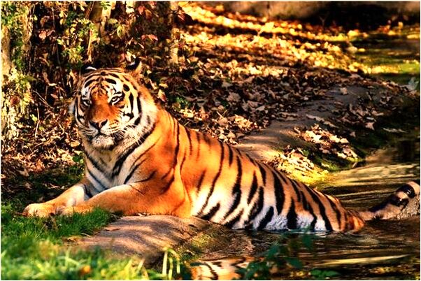 夢到雞眼摳掉啦代表什麼_周公解夢官網