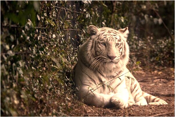 夢到了青龍追著咬我會有什麼預兆_周公解夢官網