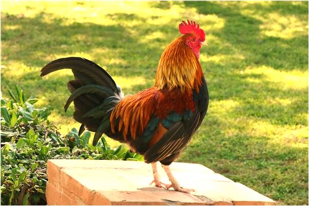 夢到了墳前的龍頭鳳尾是什麼預兆_周公解夢官網