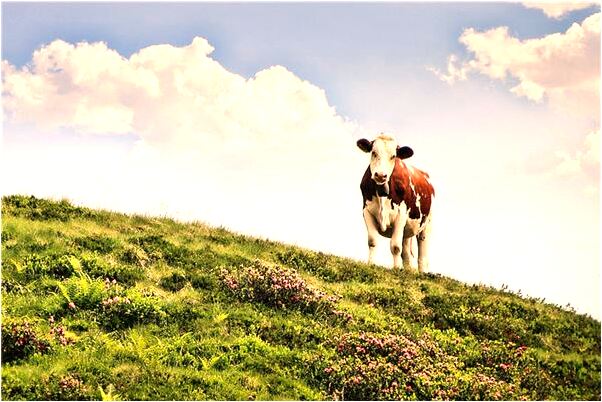 夢見自己出小車禍意味著什麼_周公解夢官網