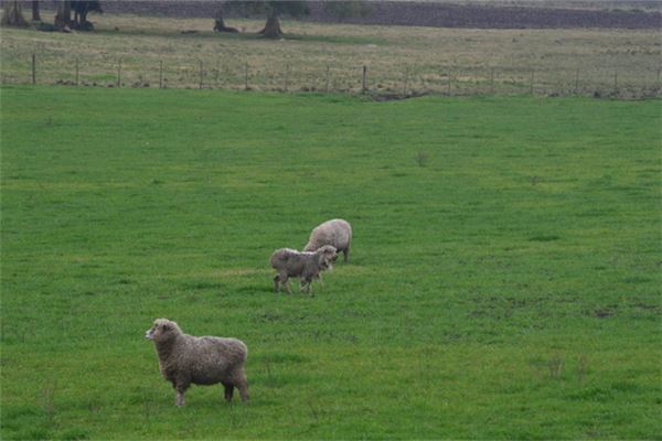 1979年出生屬什麼生肖婚配_十二生肖