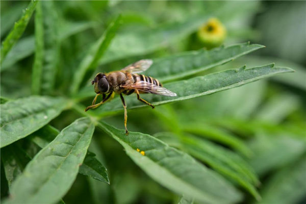 夢見蜂窩是什麼意思_周公解夢