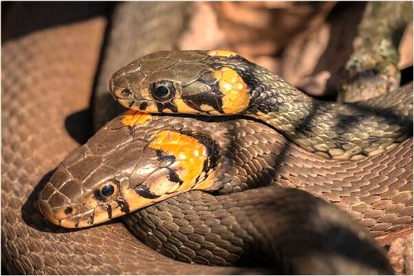 夢到別人正在做愛是凶兆還是吉兆_周公解夢官網