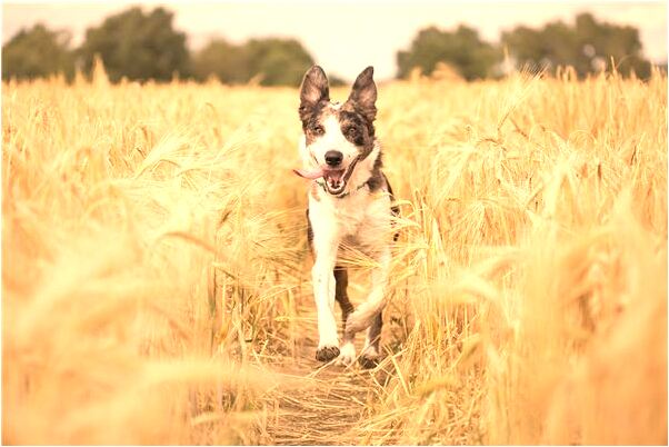 夢見兒子上很高的梯子意味什麼_周公解夢官網
