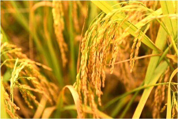 夢到兩個男胖子是咋回事_周公解夢官網