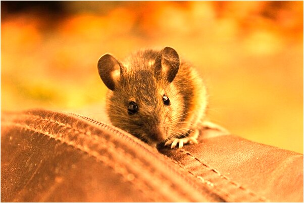 夢到朋友車被偷是好事還是壞事_周公解夢官網