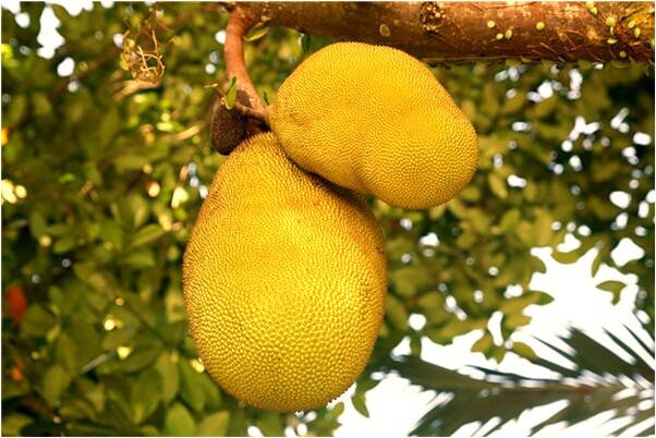 夢見孩子長滿了牙啥意思_周公解夢官網