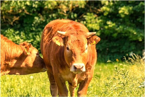 夢到了頭髮很髒是什麼意思？_周公解夢官網