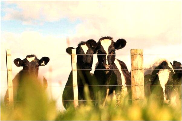 夢到把女友的處給破啦是什麼意思？_周公解夢官網