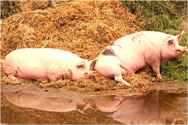 夢到自己跳水救人是不是好的徵兆呢_周公解夢官網